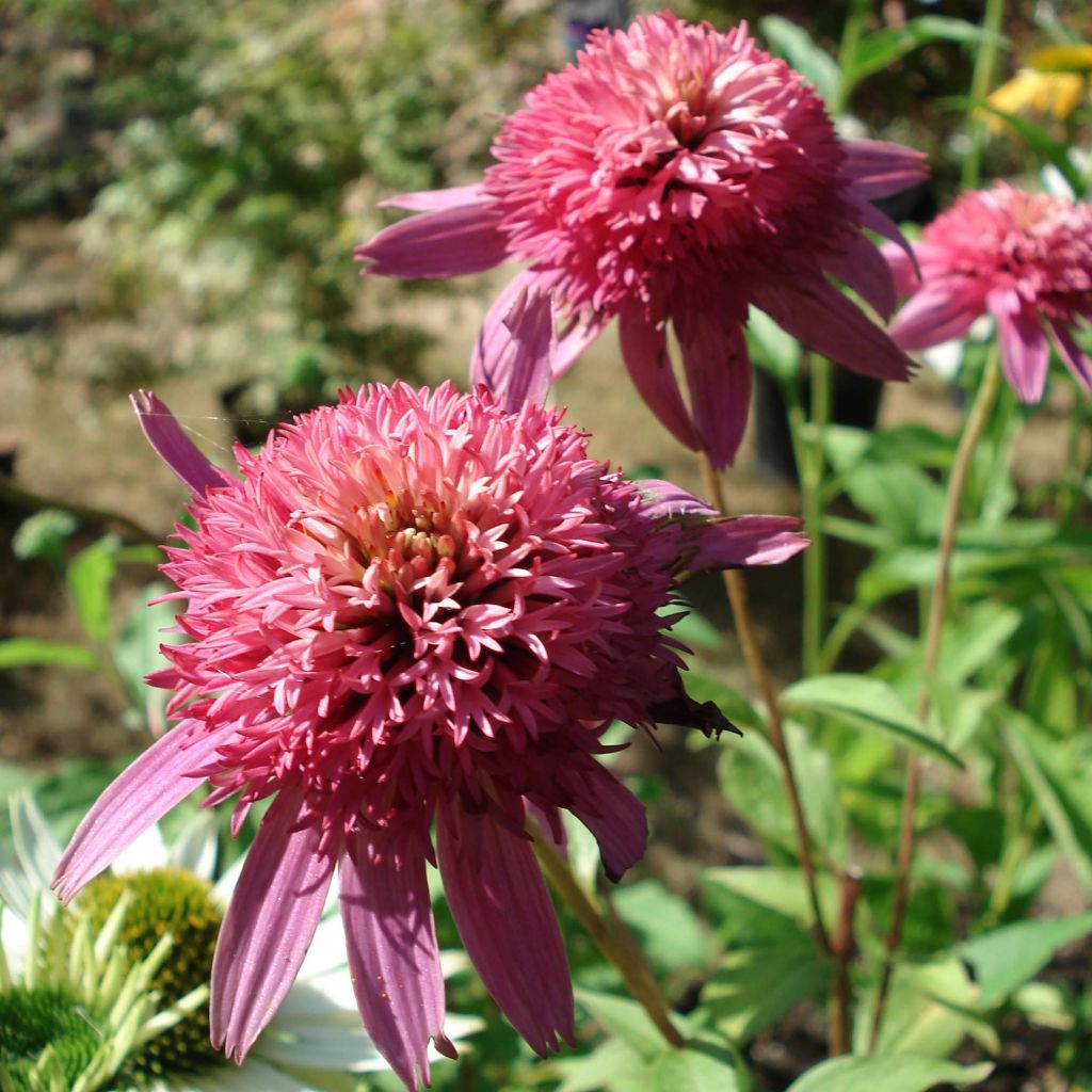 Rudbeckia ou Echinacea purpurea Pink Double Delight