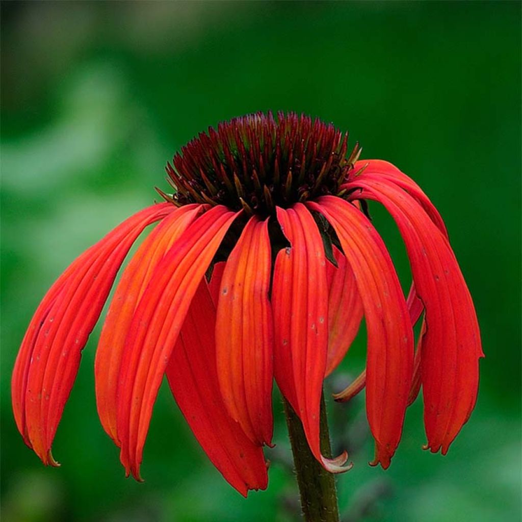 Echinacea Tomato Soup - Echinacée