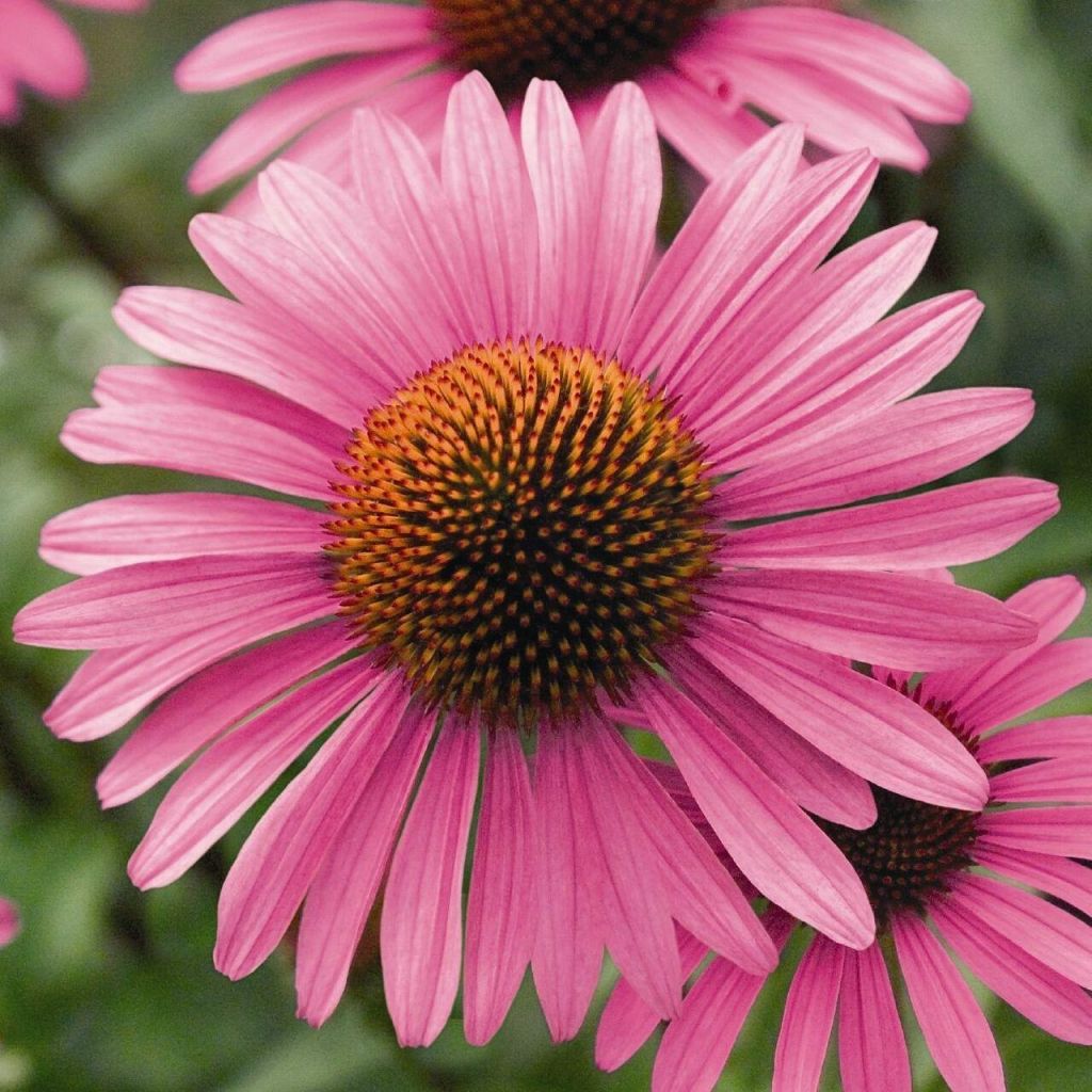 Echinacea-angustifolia