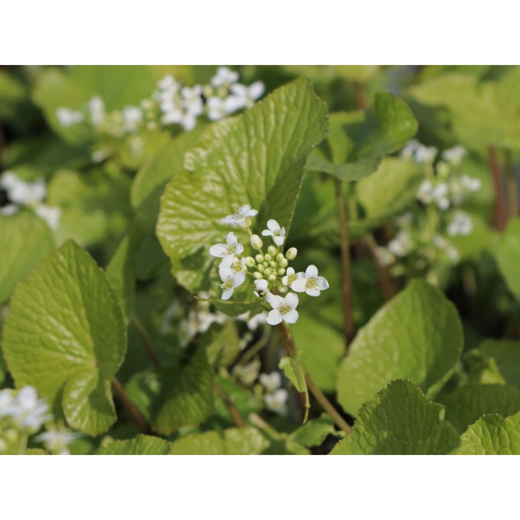 Wasabi japonais - Eutrema japonicum