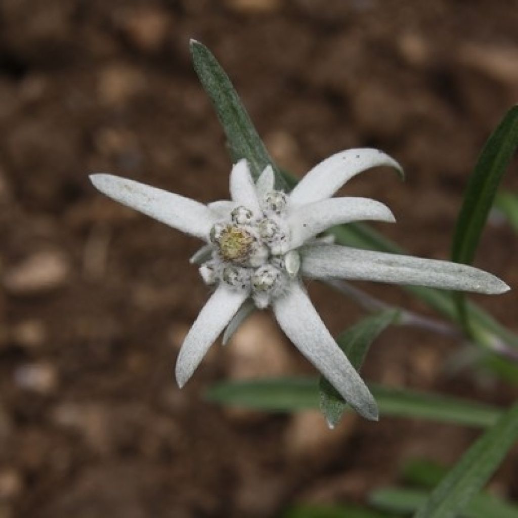 Edelweiss des Alpes, Leontopodium alpinum