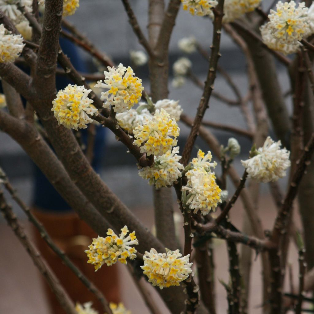 Edgeworthia chrysantha - Buisson à papier