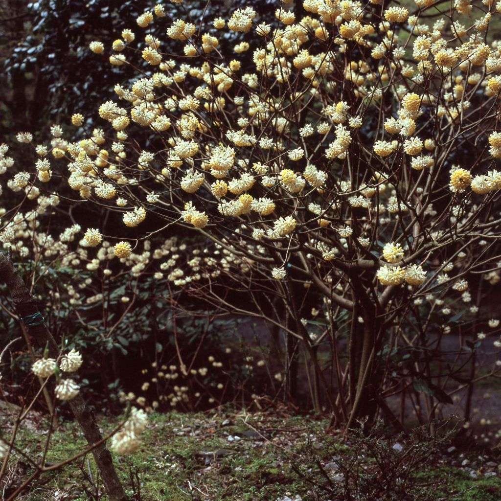 Edgeworthia chrysantha - Buisson à papier