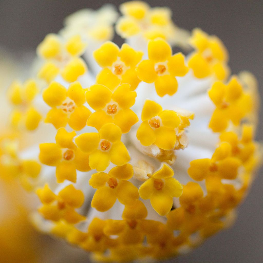 Edgeworthia chrysantha - Buisson à papier