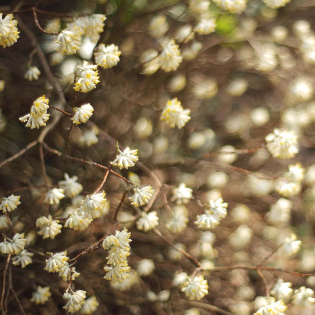 Edgeworthia chrysantha - Buisson à papier