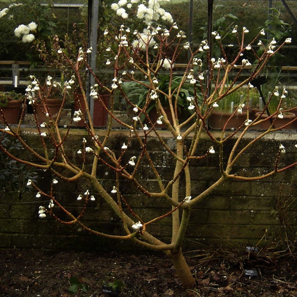 Edgeworthia chrysantha Grandiflora - Buisson à papier