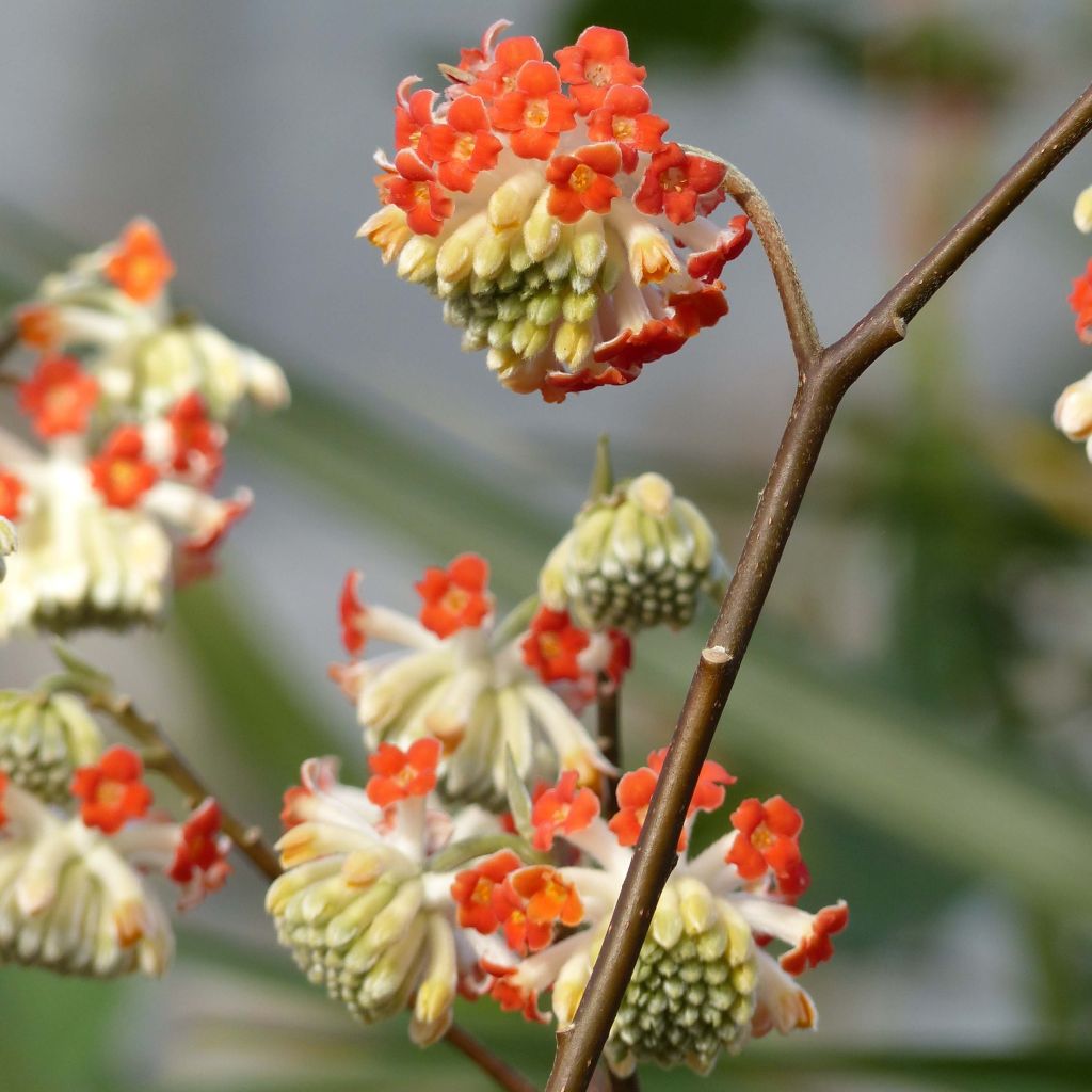 Edgeworthia chrysantha Red Dragon Akebono - Arbre à papier 