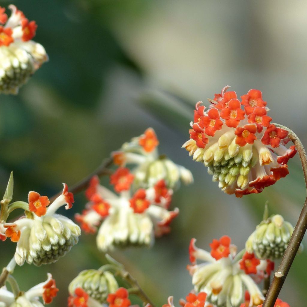 Edgeworthia chrysantha Red Dragon Akebono - Arbre à papier 