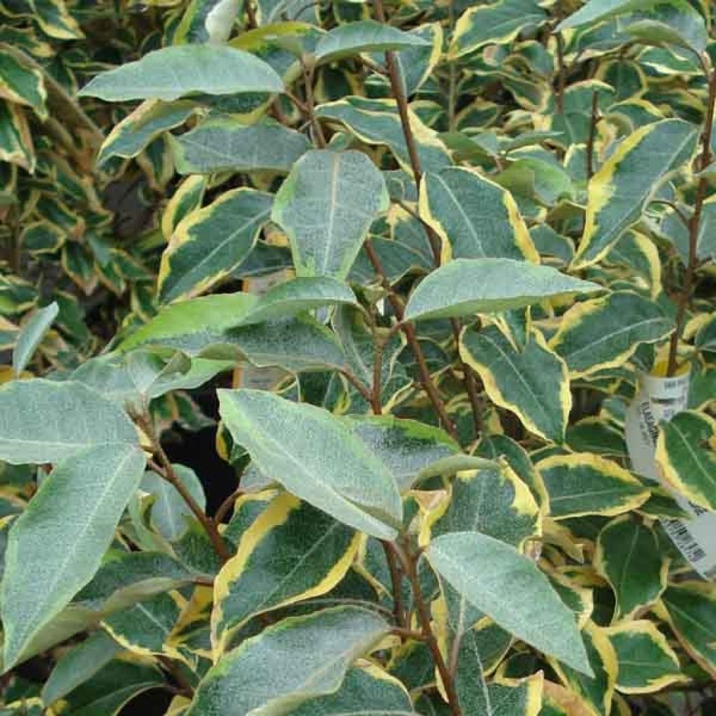 Elaeagnus ebb. Gilt Edge