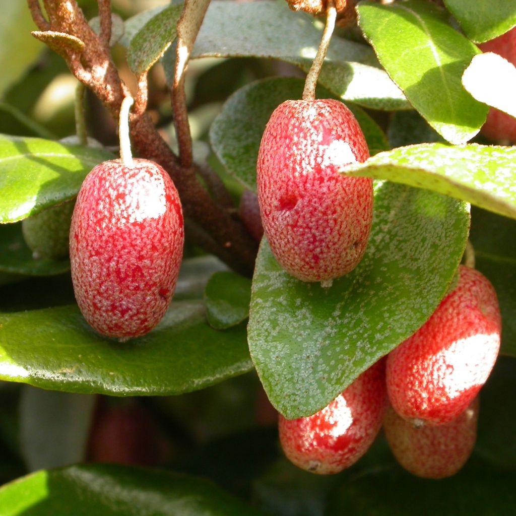 Elaeagnus pungens Maculata - Chalef panaché