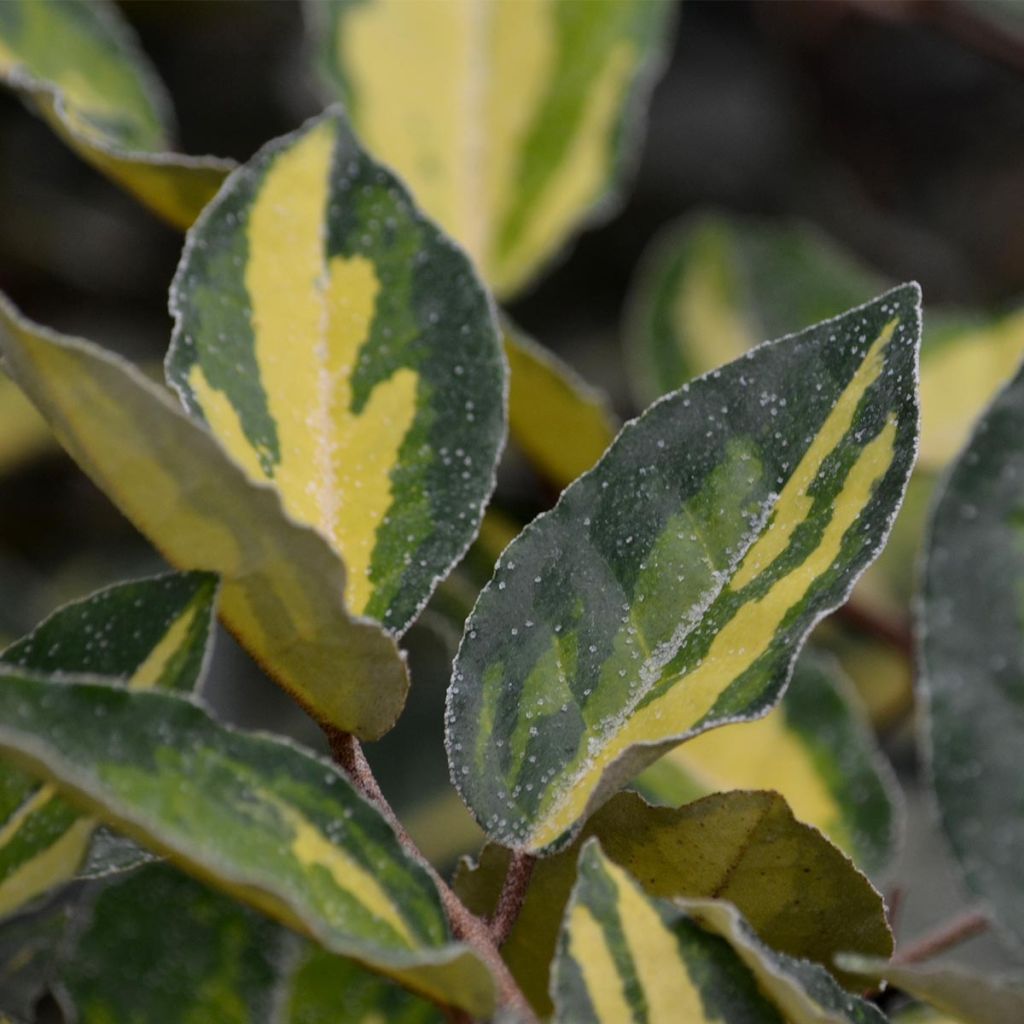 Elaeagnus pungens Maculata - Chalef panaché