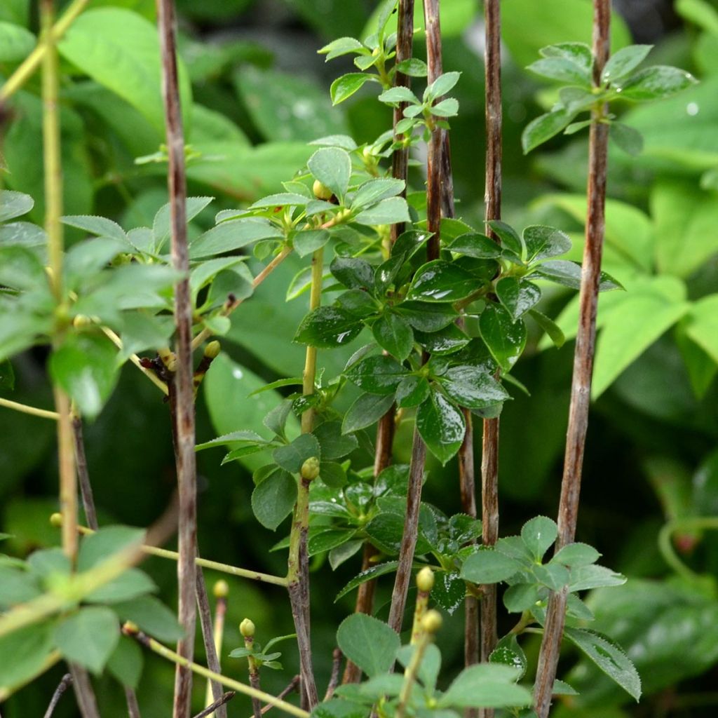 Enkianthus campanulatus - Andromède campanulée