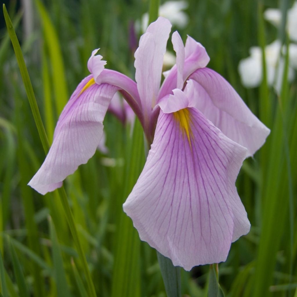 Iris du Japon - Iris ensata Rose Queen