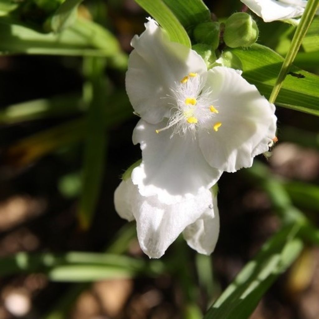 Ephémère de Virginie - Tradescantia x andersoniana Innocence 