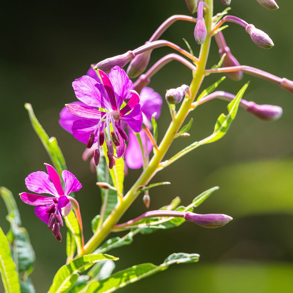 Epilobe en épi - Epilobium angustifolium