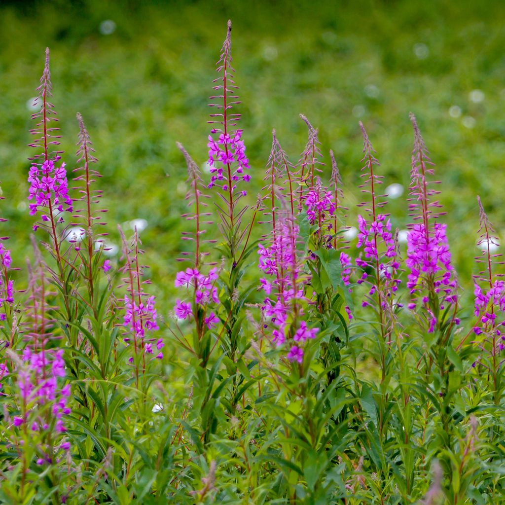 Epilobe en épi - Epilobium angustifolium