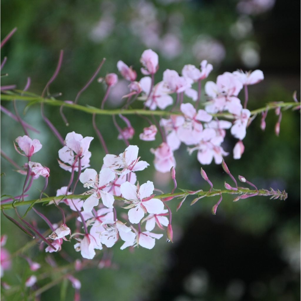 Epilobe rose, Epilobium angustifolium Stahl Rose