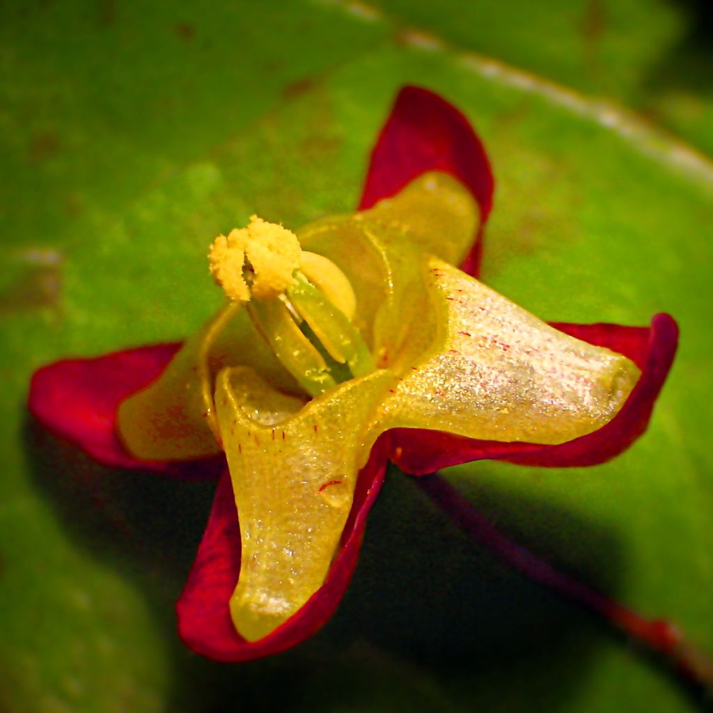 Epimedium alpinum, Fleur des elfes