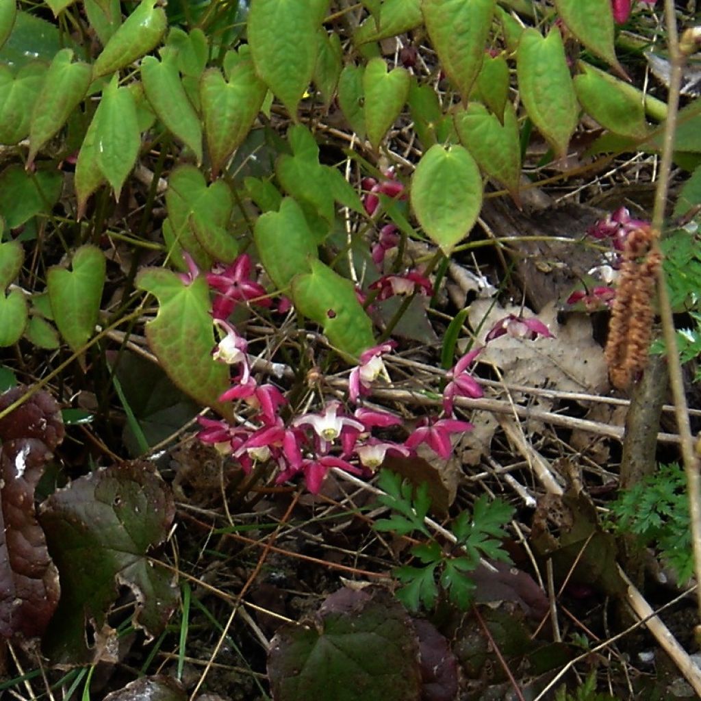Epimedium alpinum, Fleur des elfes
