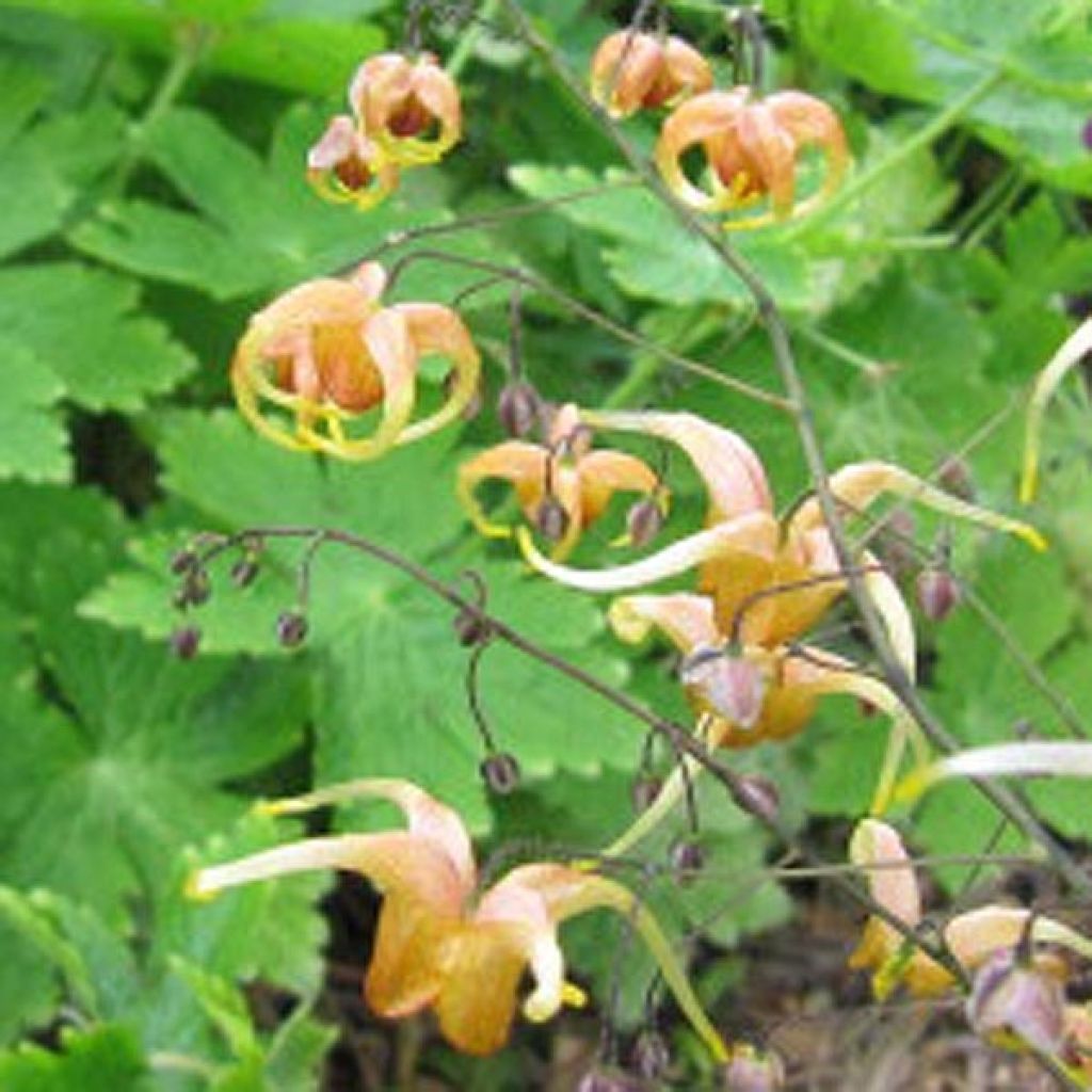 Fleur des Elfes - Epimedium Amber Queen