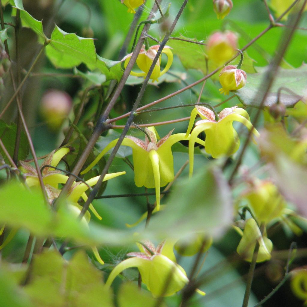 Epimedium davidii, Fleur des elfes