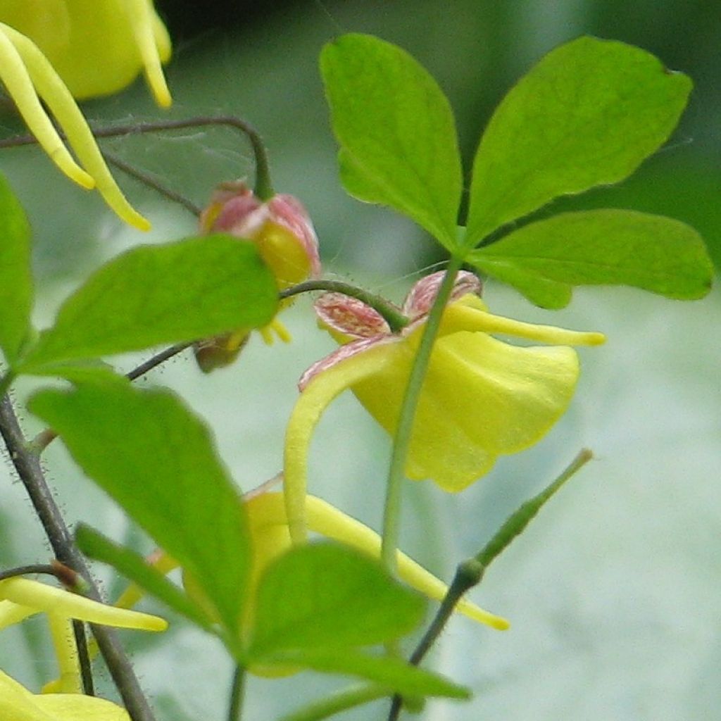 Epimedium davidii, Fleur des elfes