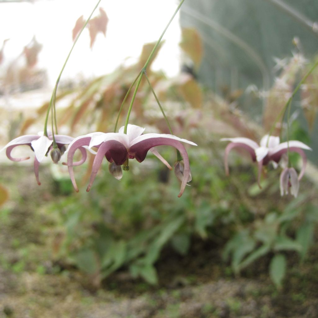 Epimedium dolichostemon, Fleur des elfes