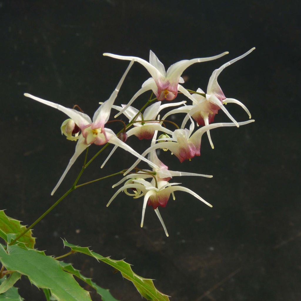 Fleur des Elfes - Epimedium Domino