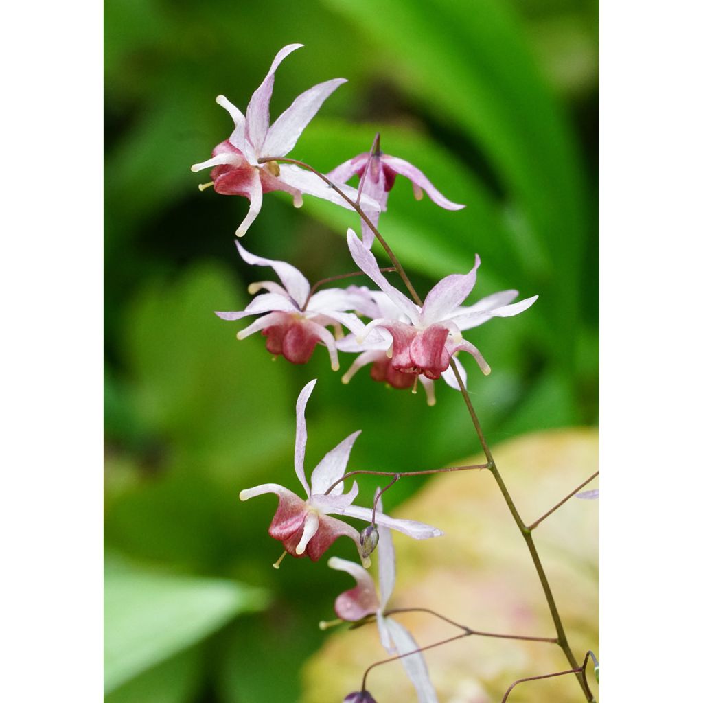 Epimedium hybride Pink Elf - Fleur des Elfes rose