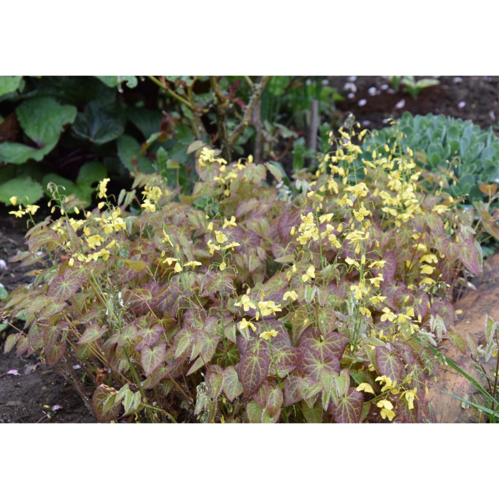 Epimedium perralchicum Frohnleiten - Fleur des Elfes jaune vif