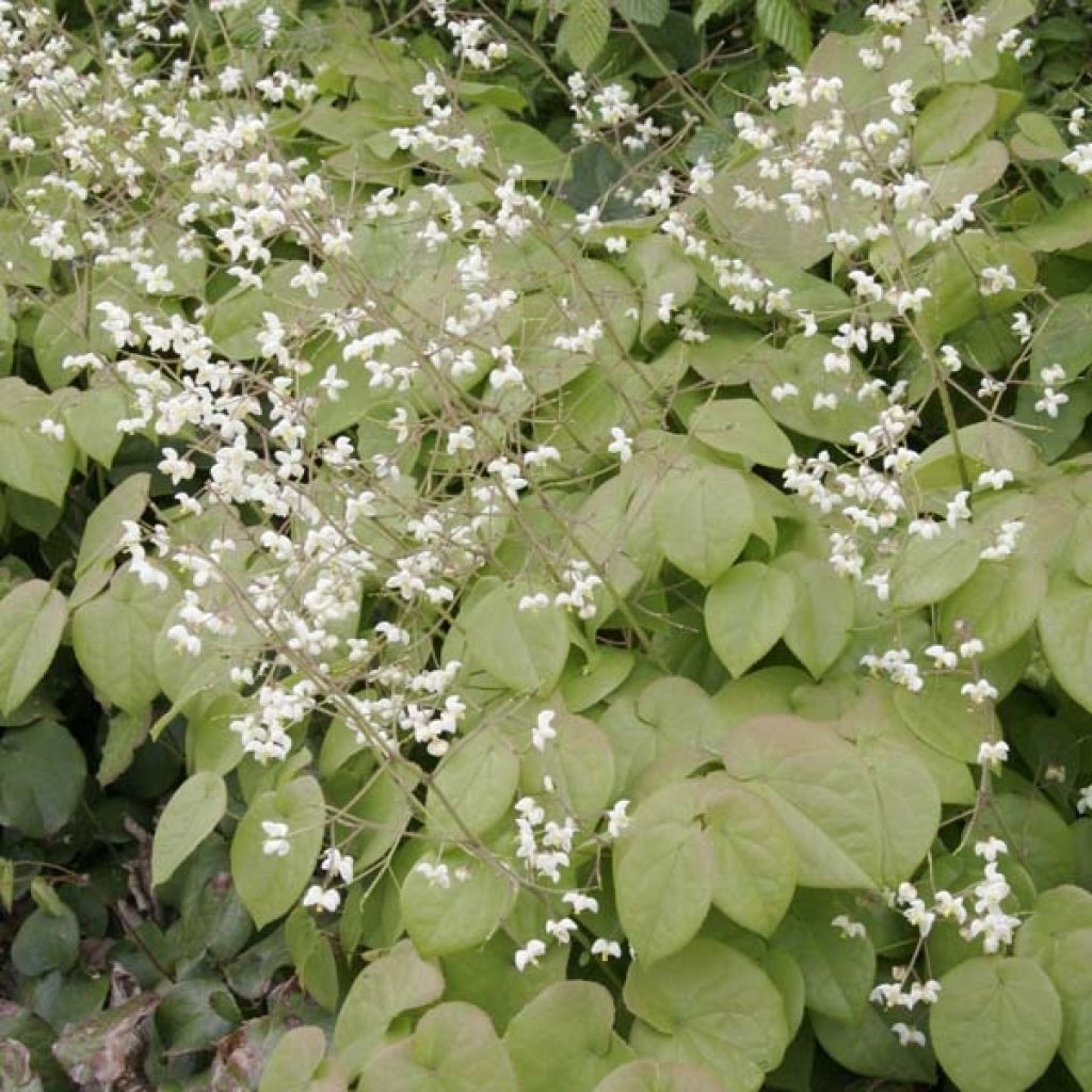 Fleur des Elfes - Epimedium pubigerum