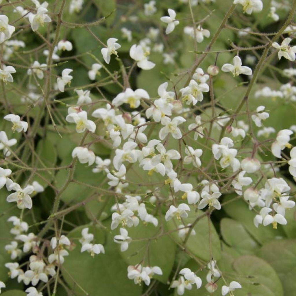 Fleur des Elfes - Epimedium pubigerum