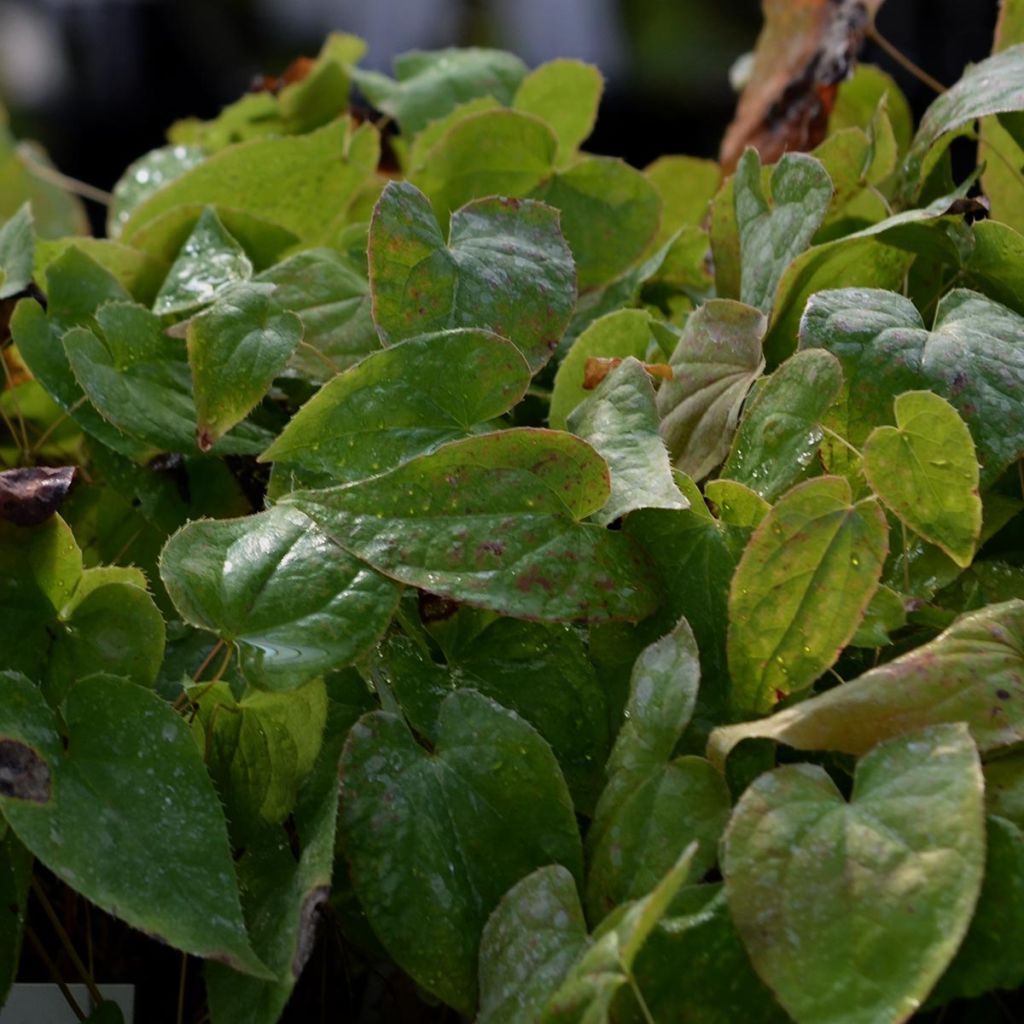 Epimedium rubrum - Fleur des elfes rouge