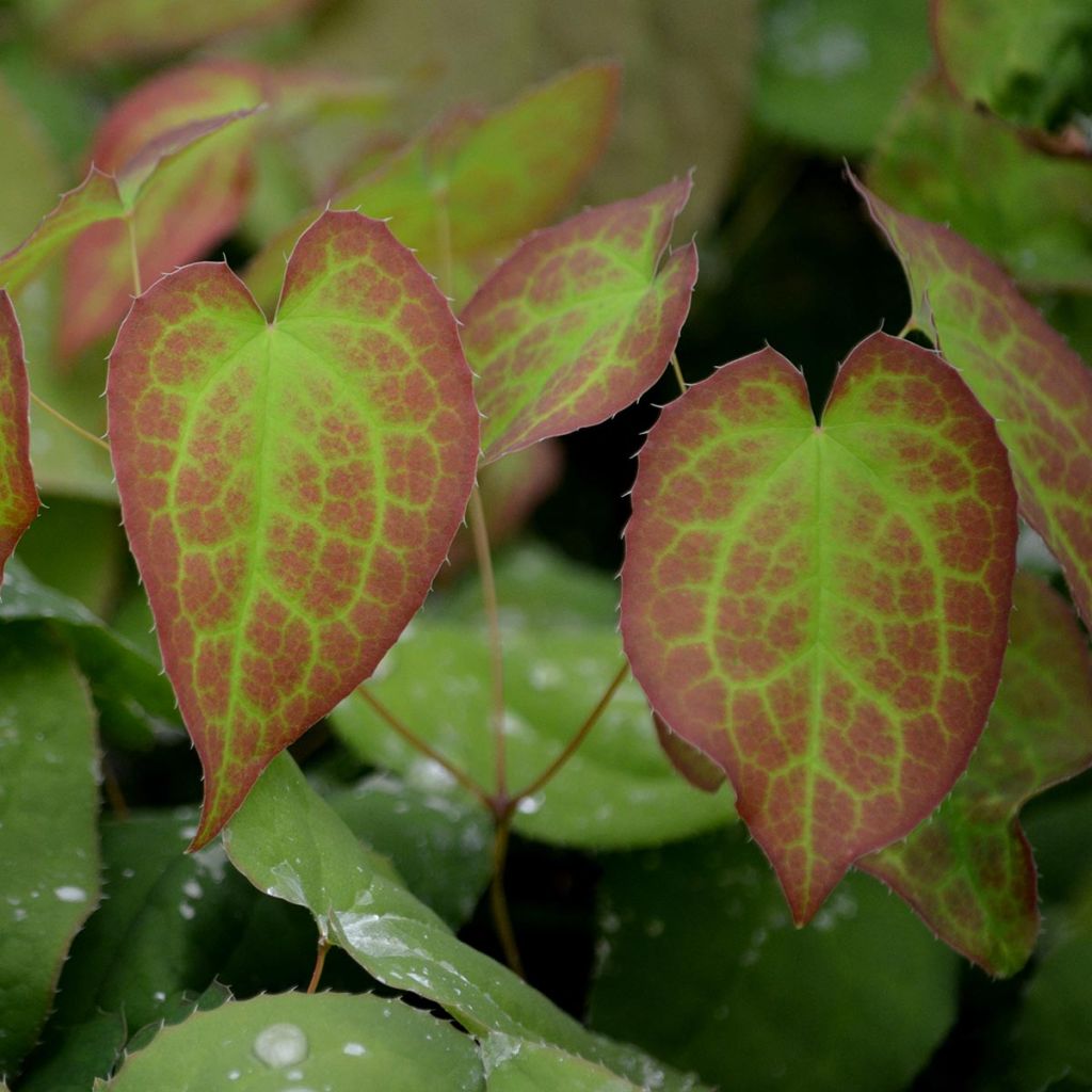 Epimedium rubrum - Fleur des elfes rouge