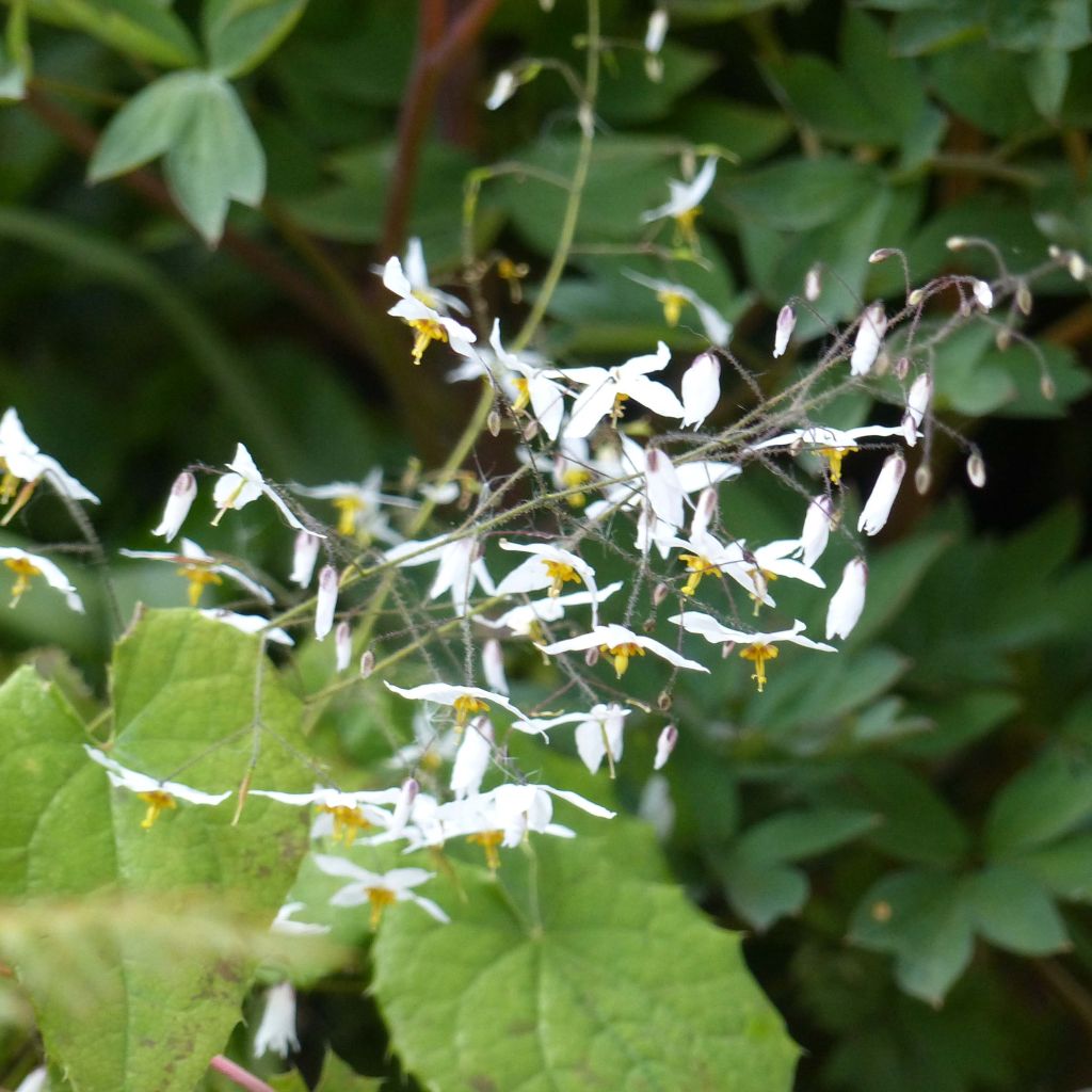 Epimedium stellulatum Wudang Star - Fleur des Elfes