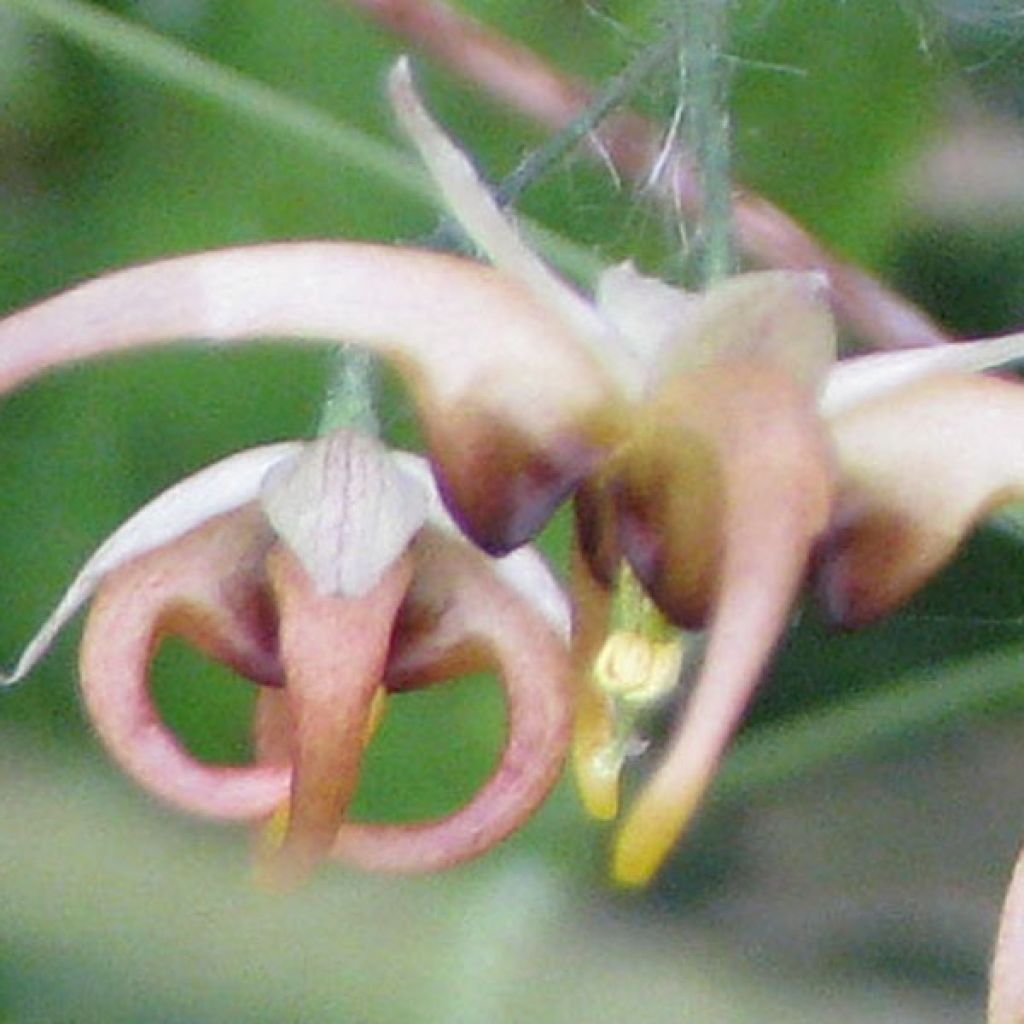 Fleur des Elfes, Epimedium wushanense Caramel