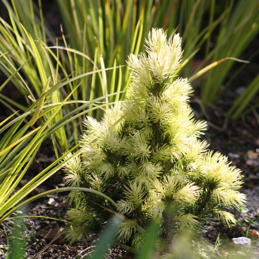 Epinette blanche - Picea glauca Daisy's White