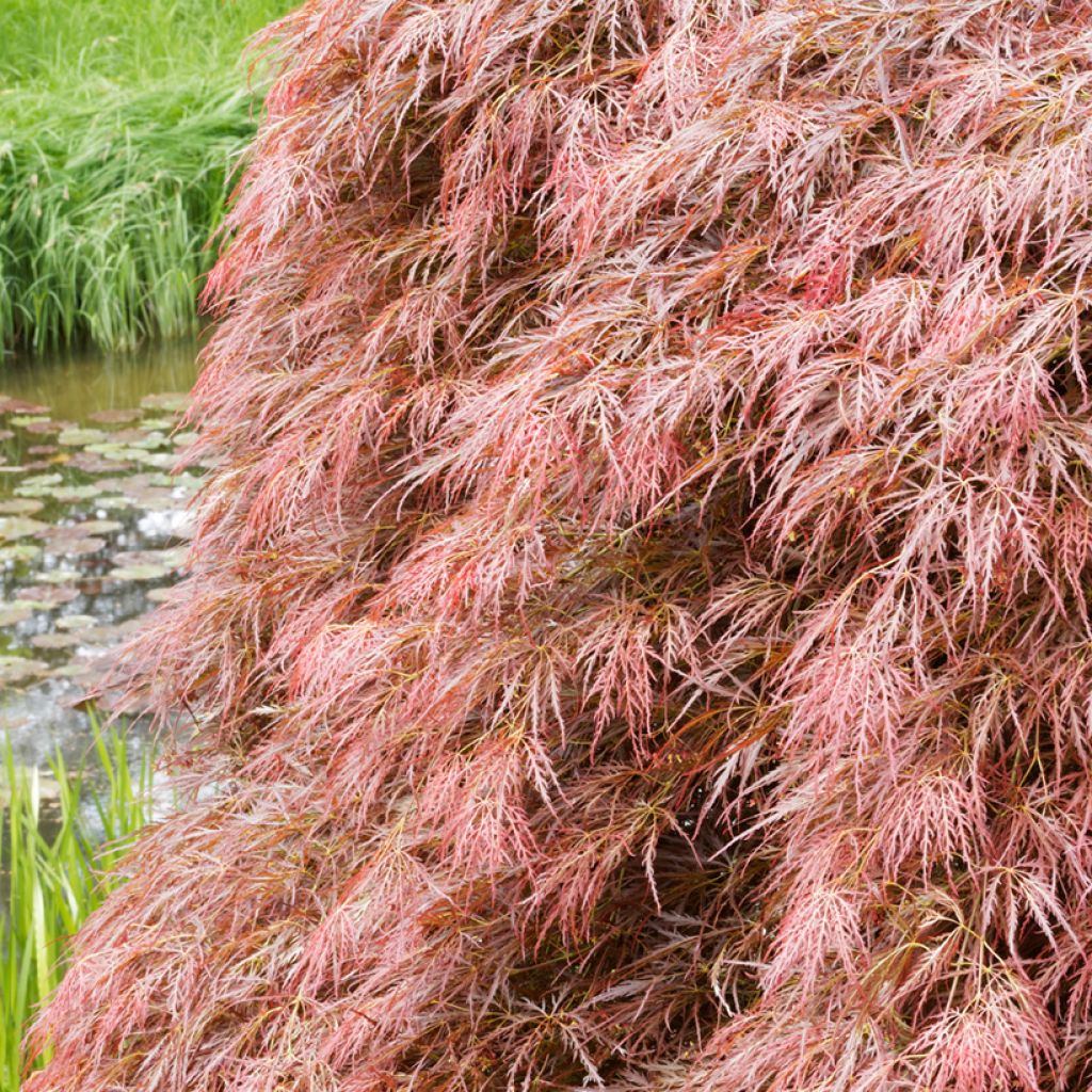 Érable du Japon - Acer palmatum Dissectum Garnet