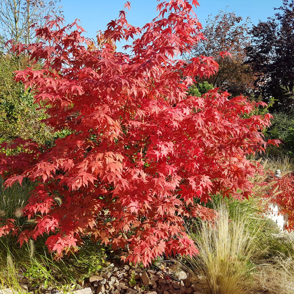 Érable du Japon - Acer palmatum Osakazuki