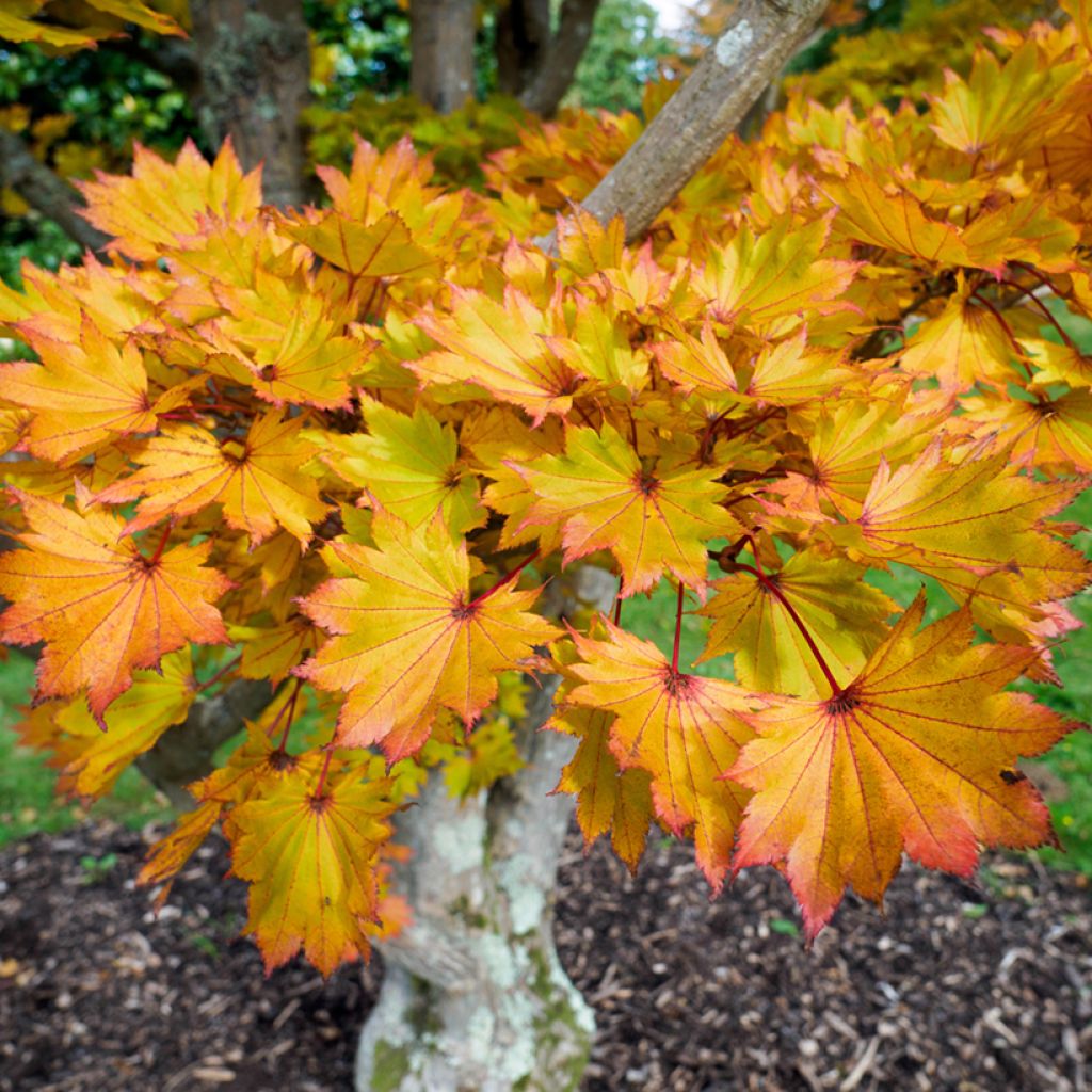 Érable du Japon - Acer shirasawanum Aureum