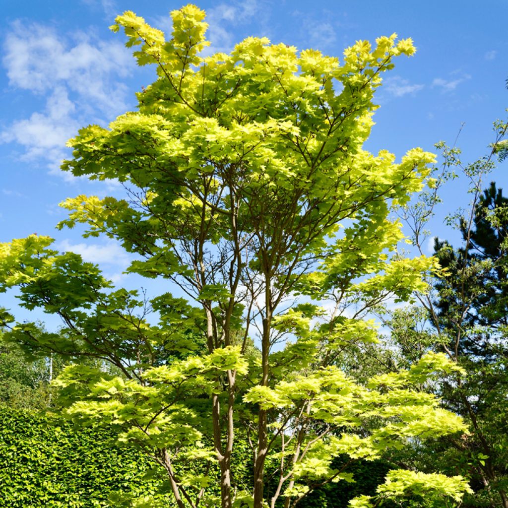 Érable du Japon - Acer shirasawanum Aureum