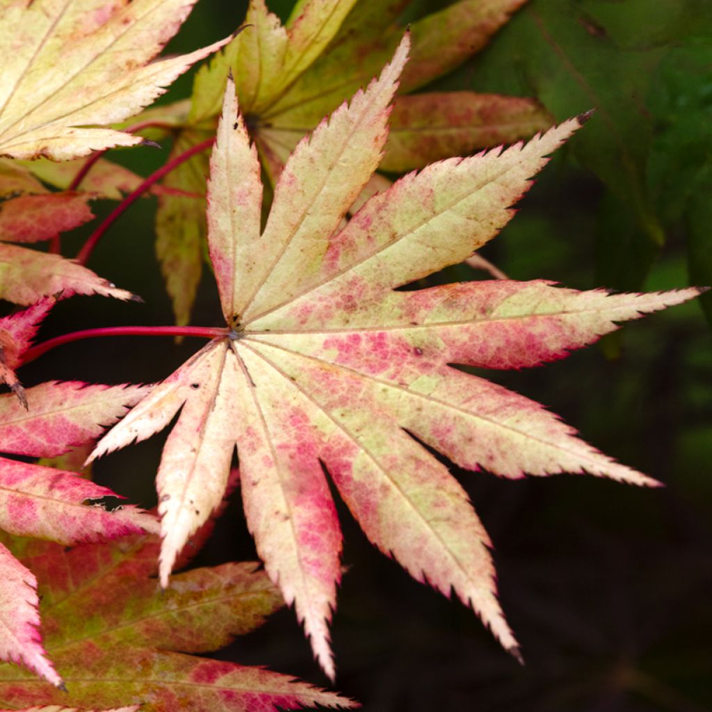 Érable du Japon - Acer shirasawanum Autumn Moon