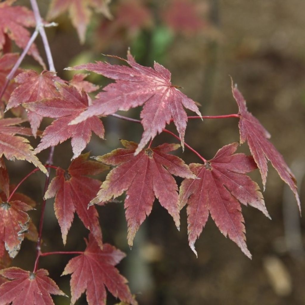 Acer palmatum Orange Dream