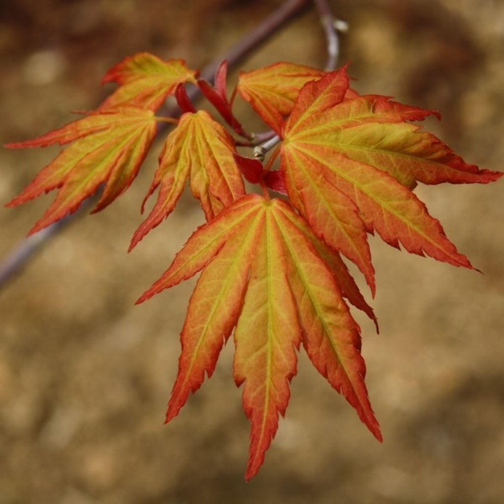 Acer palmatum Orange Dream