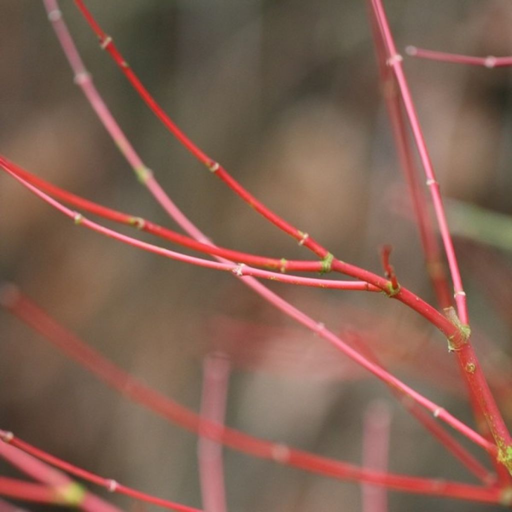 Erable du Japon - Acer palmatum Sangokaku (Senkaki)