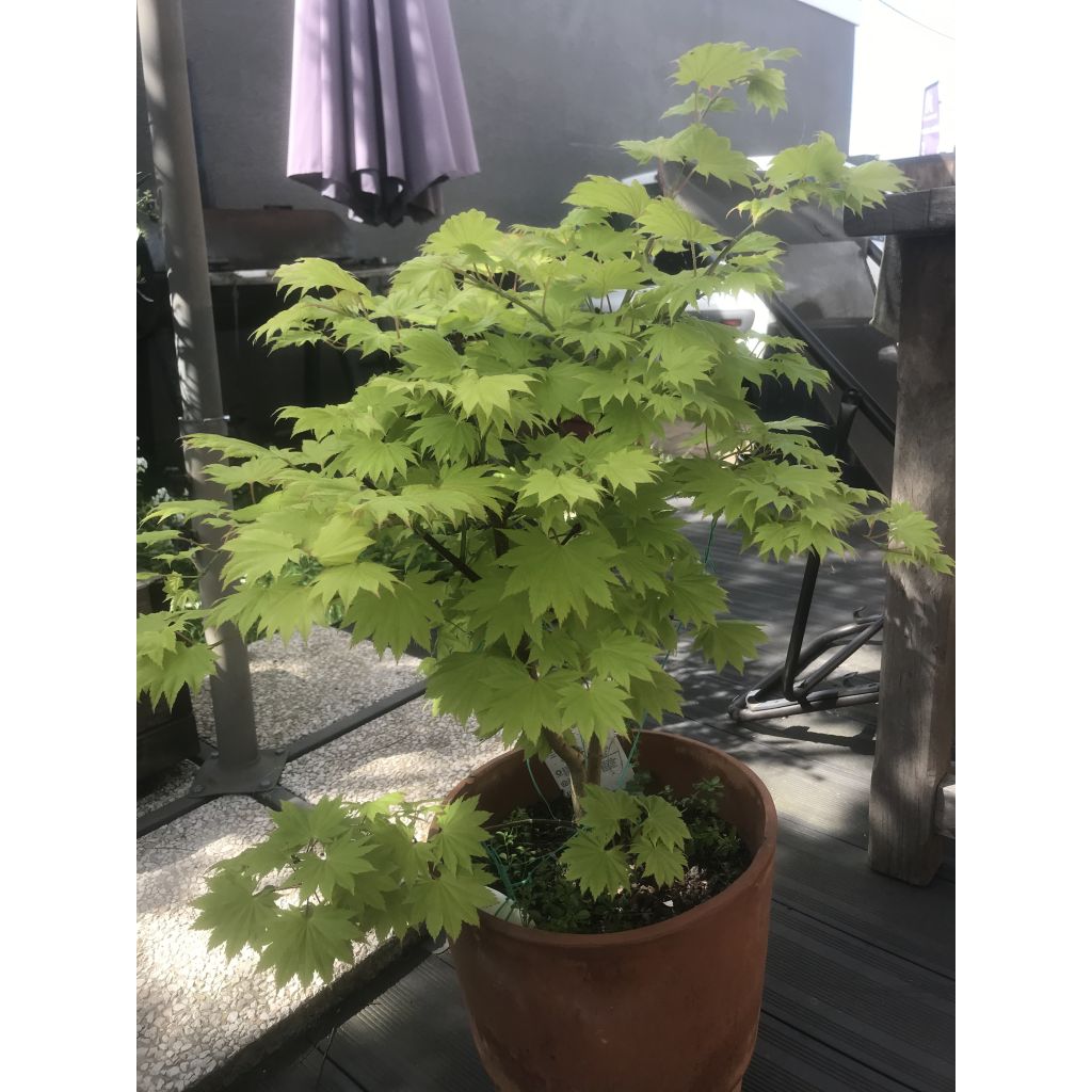 Érable du Japon - Acer shirasawanum Aureum