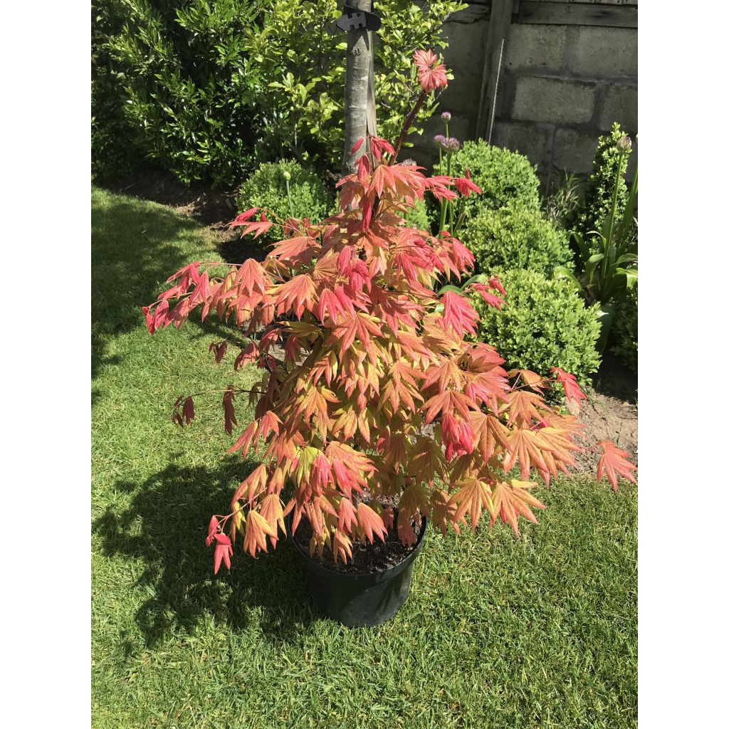 Erable du Japon - Acer shirasawanum Moonrise