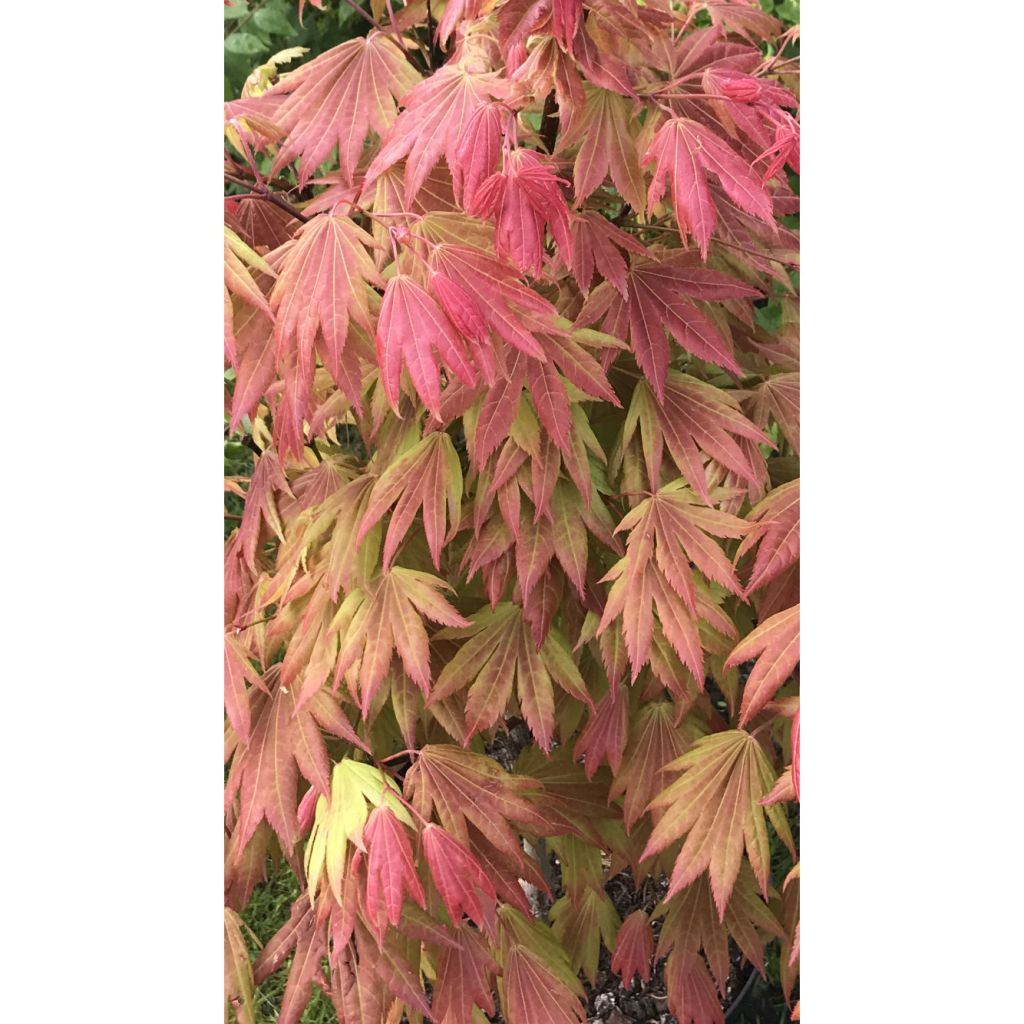 Erable du Japon - Acer shirasawanum Moonrise