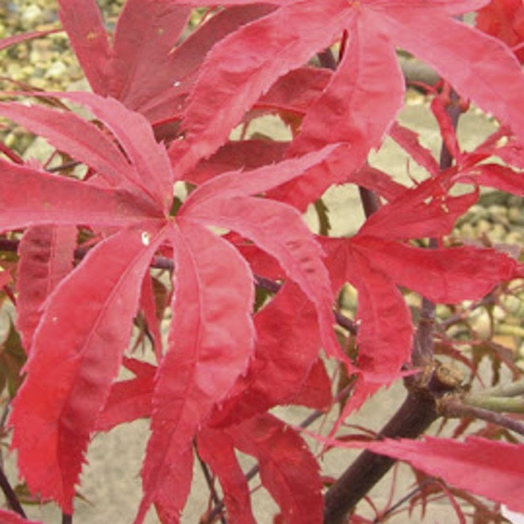 Érable du Japon - Acer palmatum Shirazz