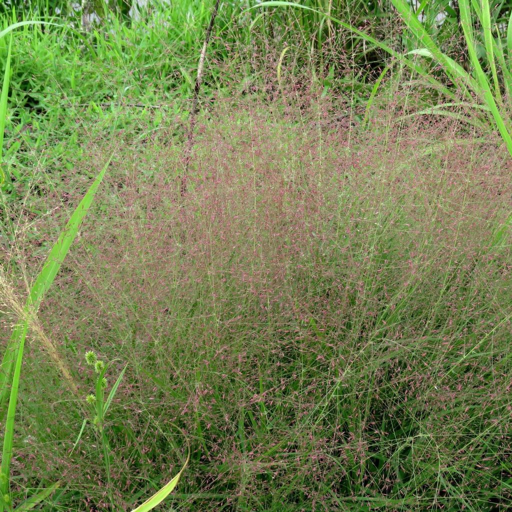 Eragrostis spectabilis - Herbe d'amour